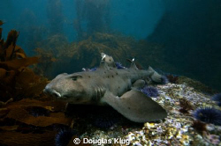 Sleepy Shark. A hornshark rests on top of a reef in the k... by Douglas Klug 